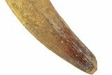 Enormous, Real Spinosaurus Tooth - Feeding Worn Tip #208422-2